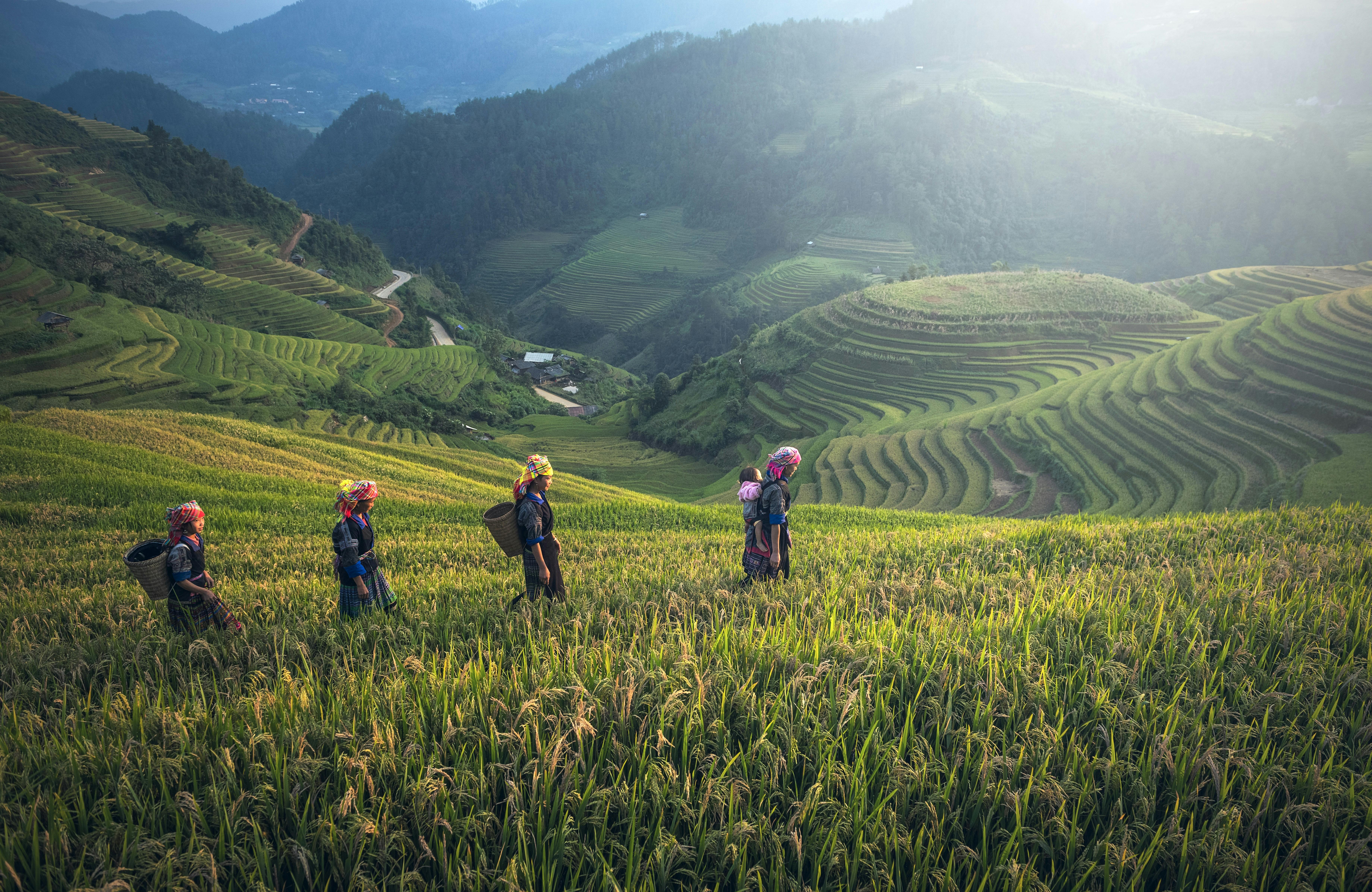 Tegalalang Rice Terraces